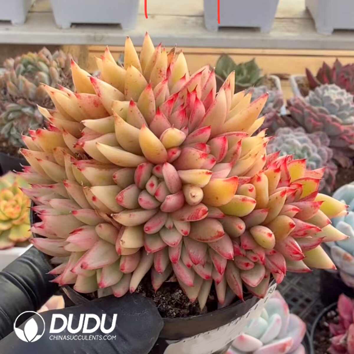 e201-1467.jpg Echeveria Paint rod Variegated Cristata - Image 1