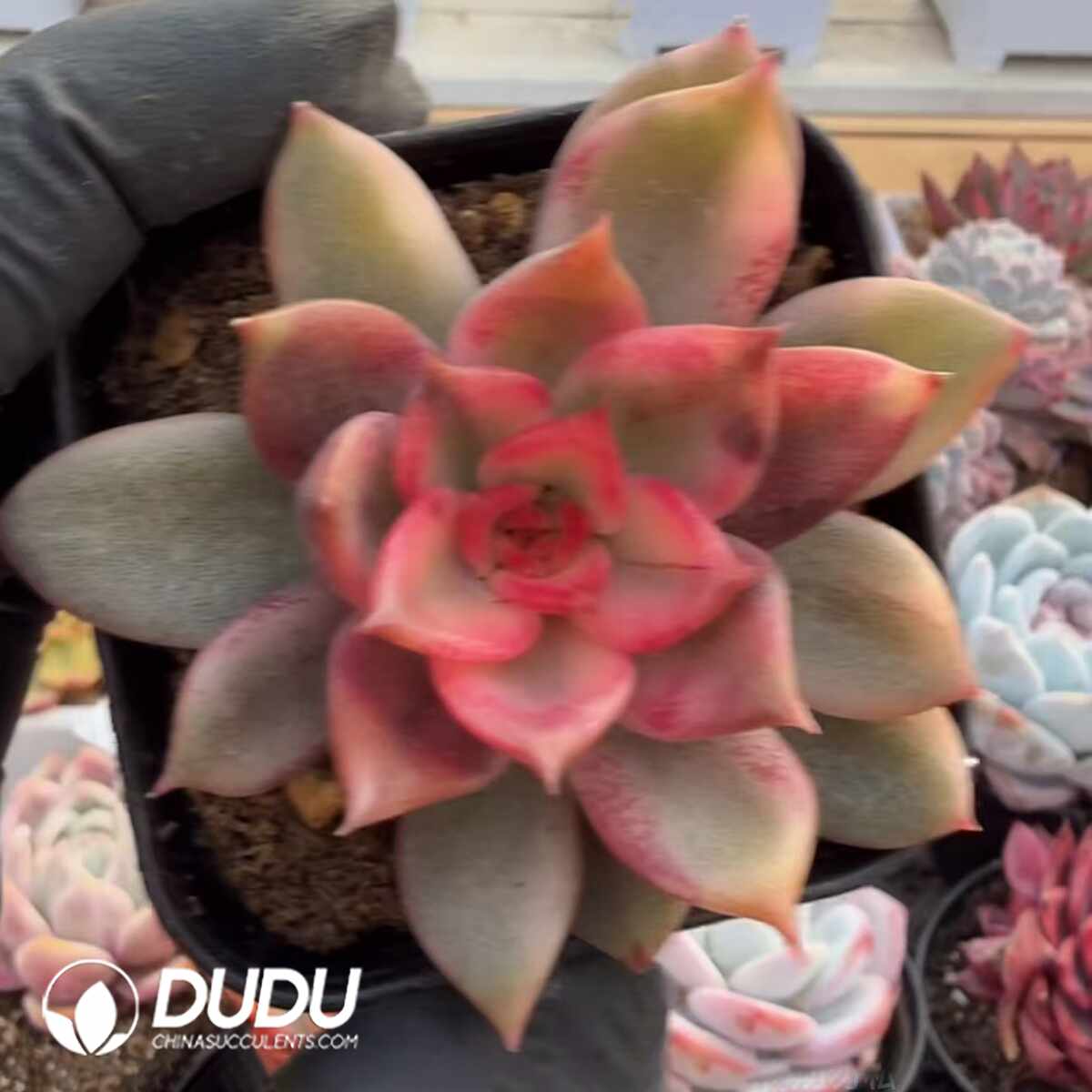 e201-1469.jpg Echeveria Flaming Mountain Variegated - Image 1