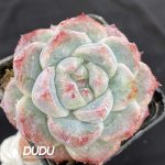 Echeveria Alba