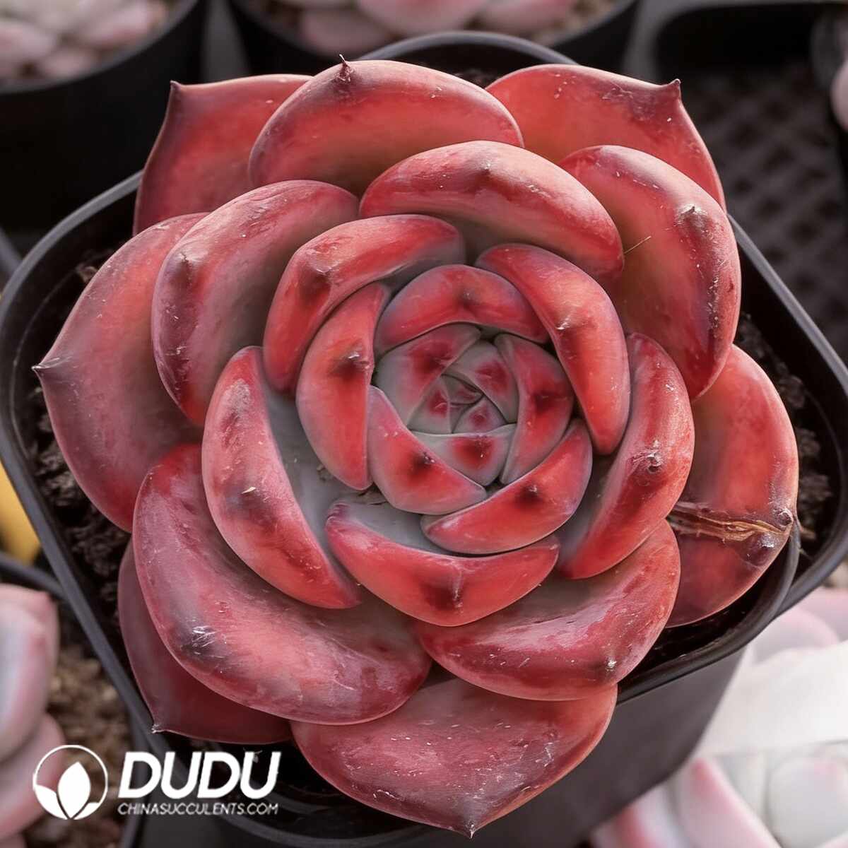 e201-1470.jpg Echeveria Lakala - Image 1