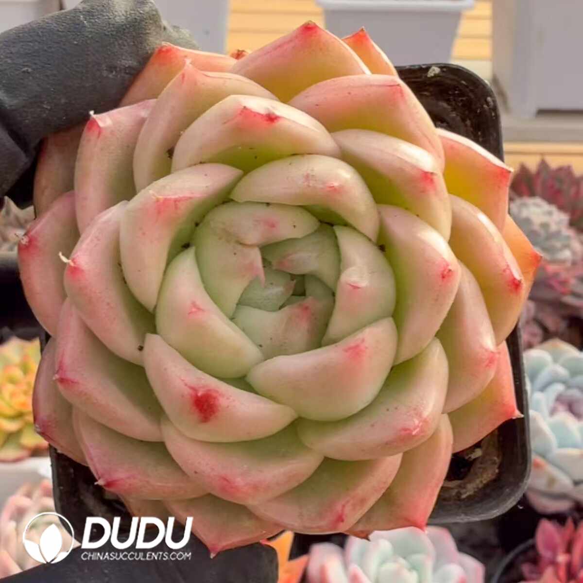 e201-1472.jpg Echeveria Green Grass Cake Variegated - Image 1