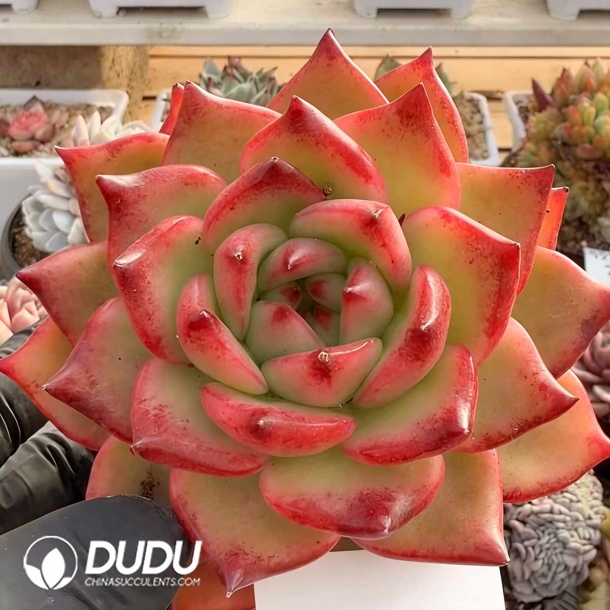 e201-1476.jpg Echeveria Dongyun - Image 1