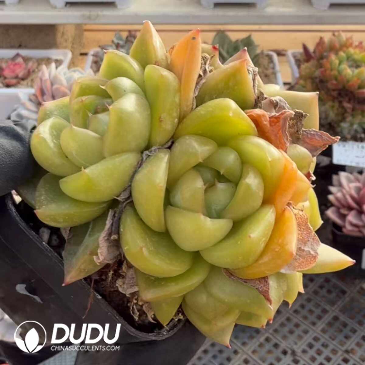 e201-1478.jpg Echeveria Cuihua Jenny Clustering - Image 1