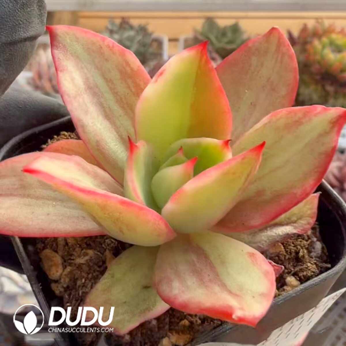 e201-1479.jpg Echeveria Cuihua Variegated - Image 1