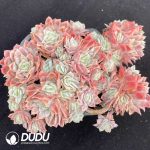 Echeveria Rose Queen Variegated Clustering