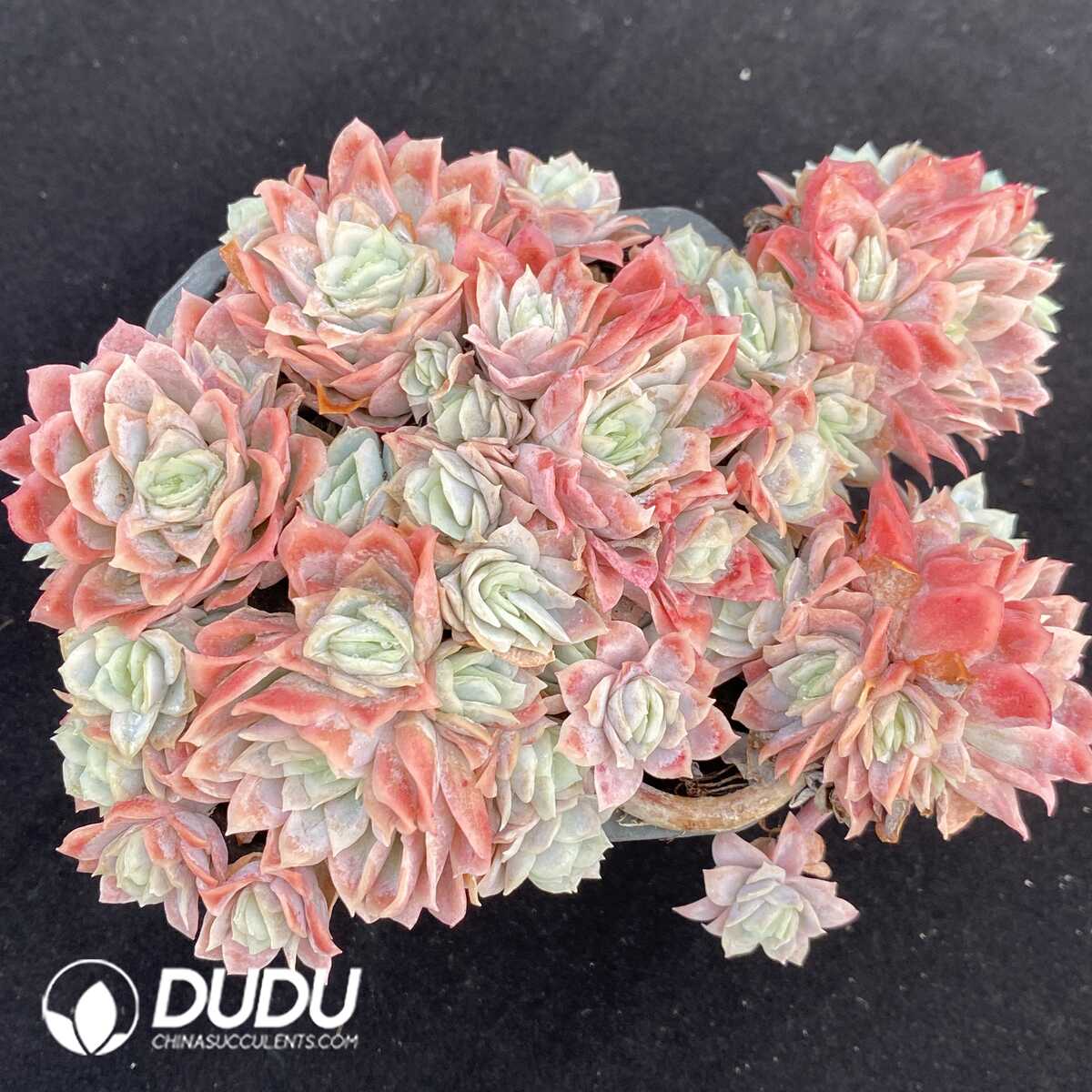 e201-148.jpg Echeveria Rose Queen Variegated Clustering - Image 1