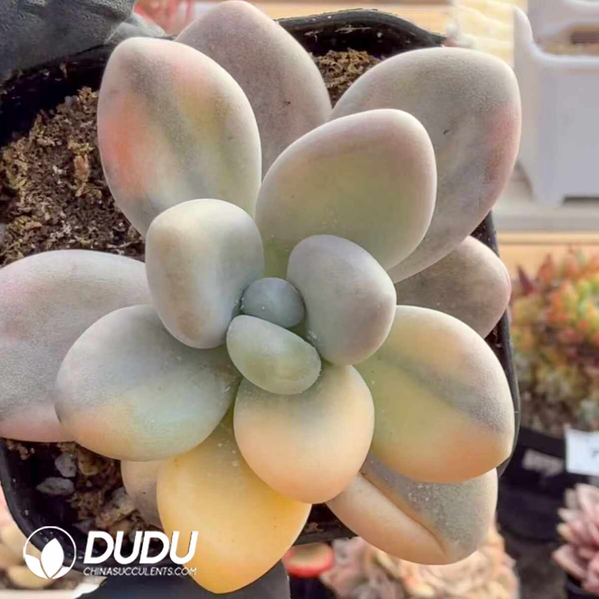 e201-1480.jpg Pachyphytum Large leaved Beauty Variegated - Image 1