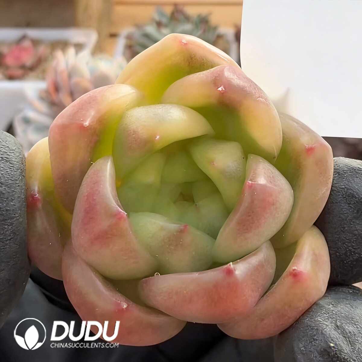 e201-1481.jpg Echeveria Sunny Jenny Variegated cover - Image 1