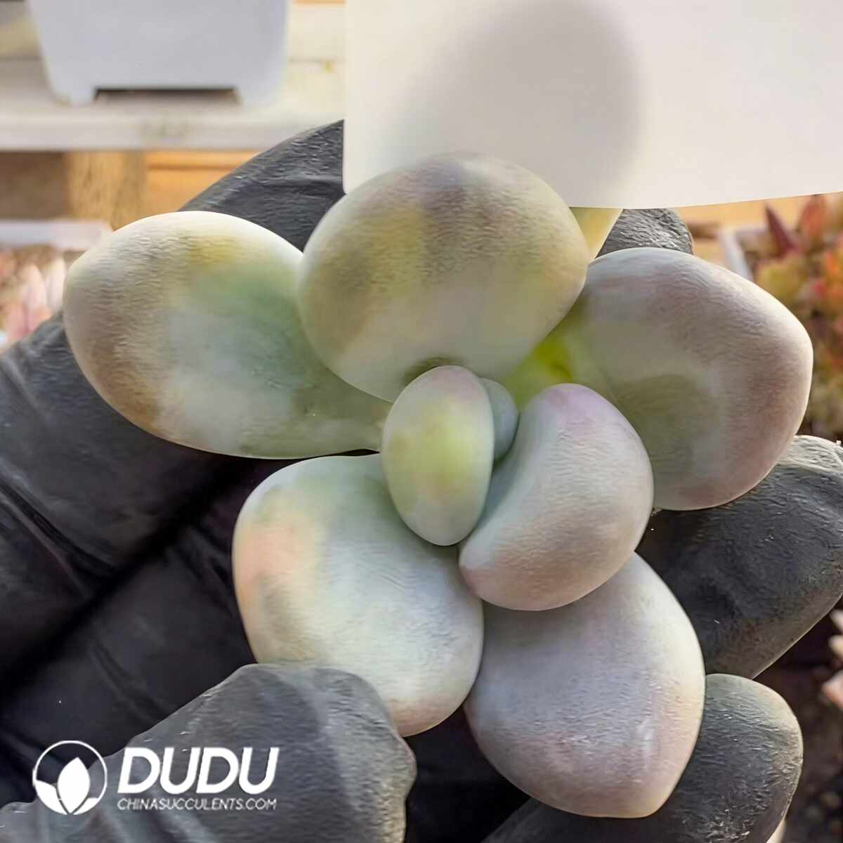 e201-1482.jpg Pachyphytum Large-leaved Beauty Variegated - Image 1