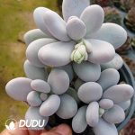 Graptopetalum Egg Cheese Clustering