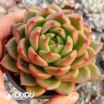 Echeveria Jade Jenny