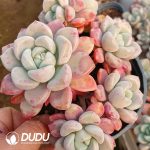 Echeveria Spotted Deer Clustering