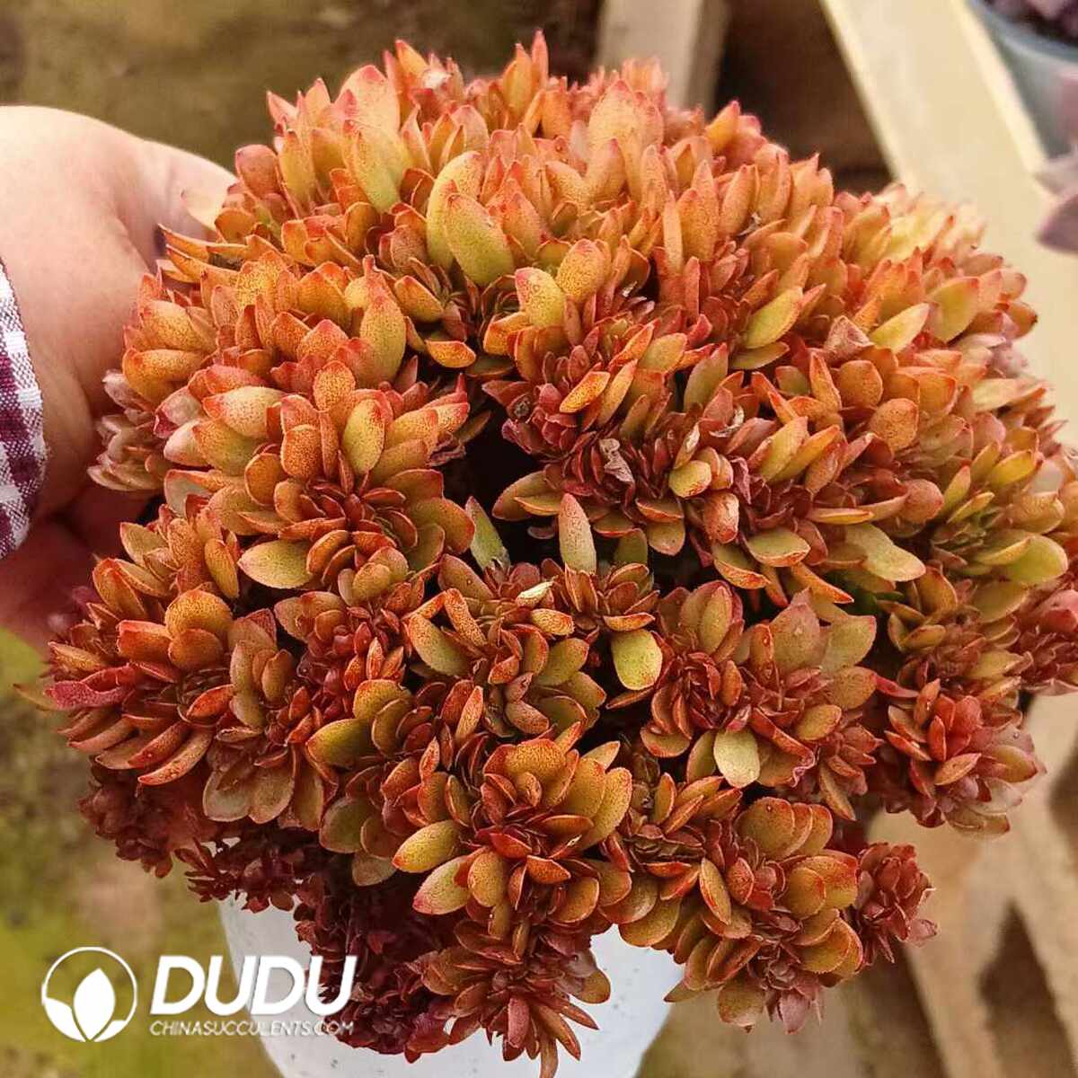 e201-1486.jpg Echeveria Candy Cristata - Image 1