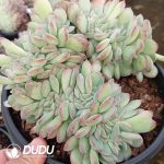 Echeveria Snowy Night