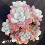 Echeveria Spotted Deer