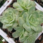 Echeveria Seersucker Dress Clustering