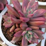 Echeveria Hephaestus Clustering