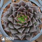 Echeveria Black Dumpling Wrappers