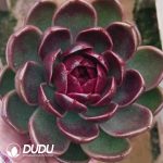 Echeveria Mysterious Orange