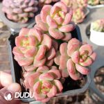 Echeveria Sunshine Rose Clustering