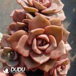 Echeveria Crystal Lamp Clustering