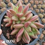 Echeveria Mist Bubbles Clustering
