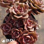 Echeveria Crystal Lamp Clustering