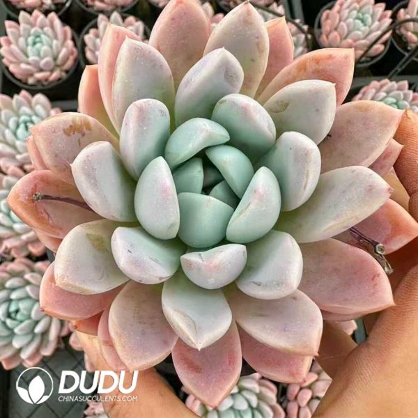 e201-15.jpg Echeveria Pink Chrysanthemum - Image 1