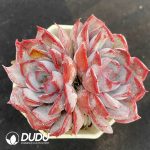 Echeveria Dark Ice Double Heads