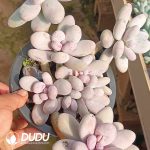 Graptopetalum Egg Cheese Clustering