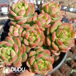 Echeveria Sunshine Rose Clustering