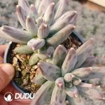 Pachyphytum Phoenix Feather Double Heads