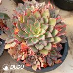 Echeveria Riga Thick Carrot Legs