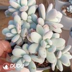 Pachyphytum Snow Beauty Cluster