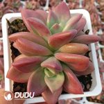 Echeveria Hephaestus Double Heads