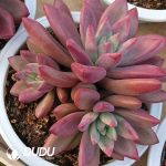 Echeveria Herphid Cluster