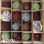 Echeveria 24pcs Ramdom Collocation