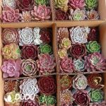 Echeveria 54pcs Ramdom Collocation