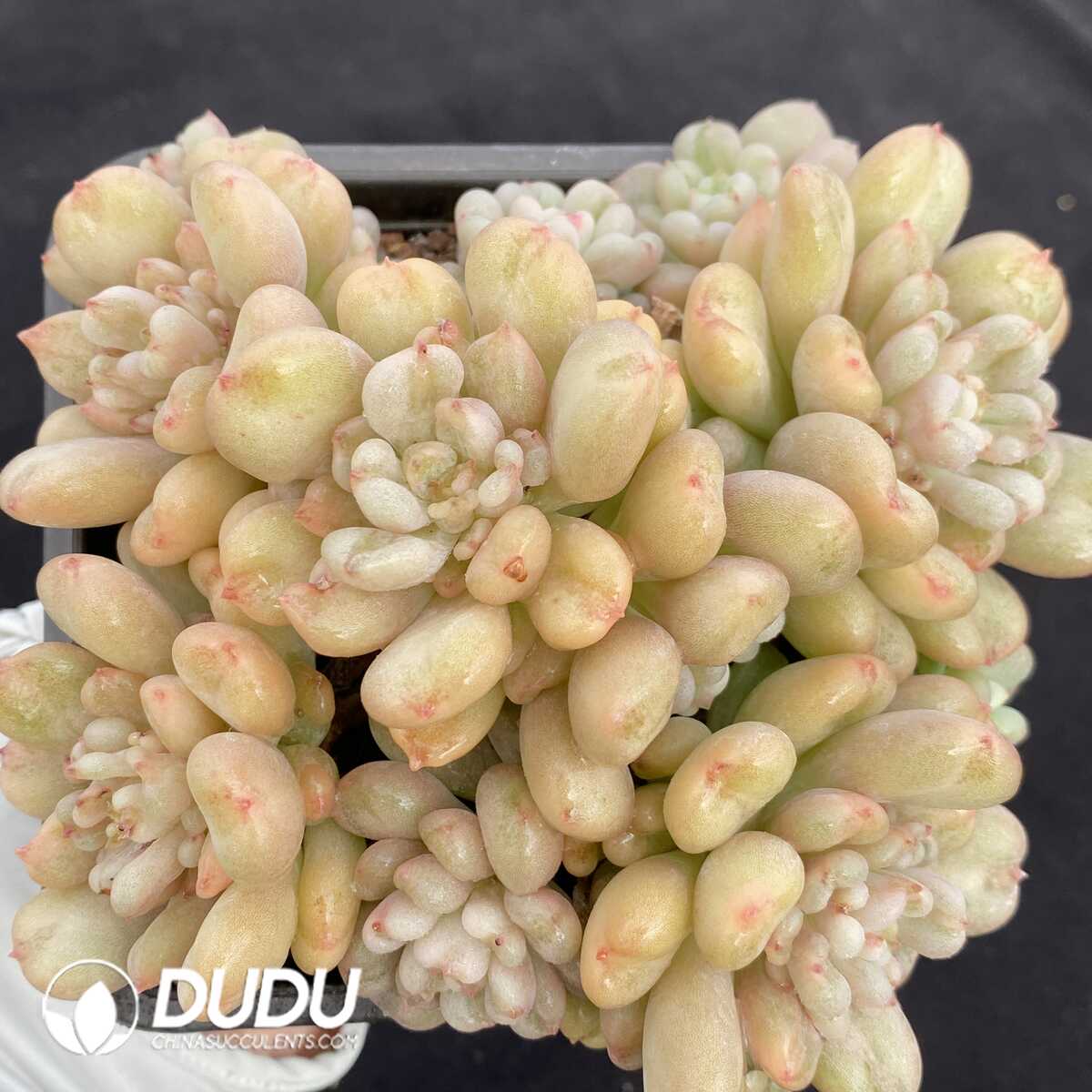 e201-151.jpg Echeveria Bill Gates Clustering - Image 1