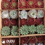 Echeveria 35pcs Premium Ramdom Collocation