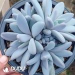 Pachyphytum Orange Dragon Cluster