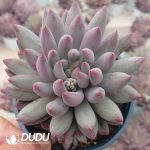 Pachyphytum Quicksand Consort Yu