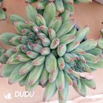 Pachyphytum Dark Feather Elf Cluster