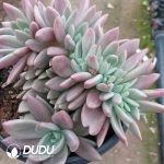 Echeveria Peach Blossom Cristata