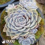 Echeveria Hamburger Cluster