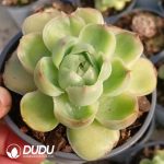 Echeveria Crystal Shrimp Dumplings