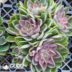 Echeveria Jones Cluster