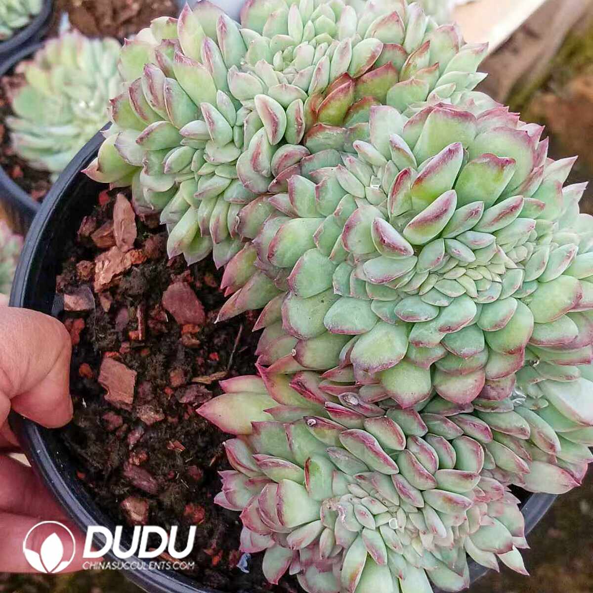 e201-1519.jpg Echeveria Snowy Night Prince - Image 1