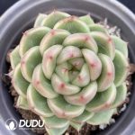 Echeveria Green Light