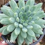 Pachyphytum Phantom Dark Pattern Beauty